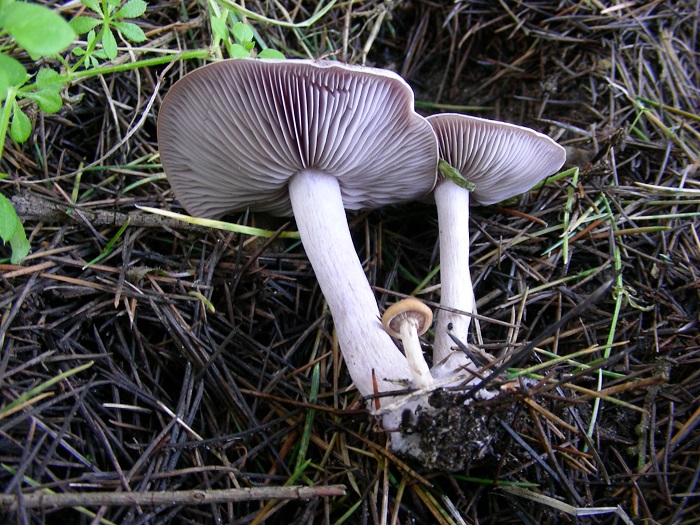 591 Febbraio vecchio ritrovamento